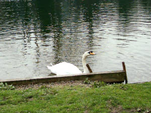 bushyswan.jpg