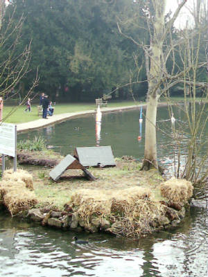 kearslakeisland.jpg