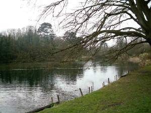 lakebushyview.jpg