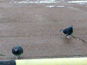 snowpigeons.jpg